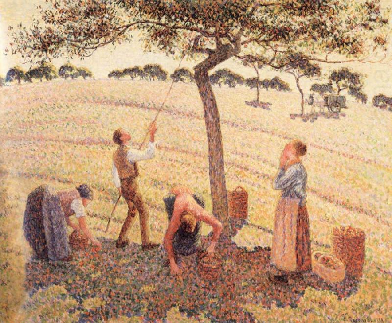 Camille Pissarro Apple picking at Eragny-sur-Epte china oil painting image